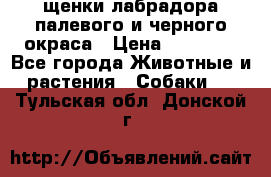 щенки лабрадора палевого и черного окраса › Цена ­ 30 000 - Все города Животные и растения » Собаки   . Тульская обл.,Донской г.